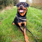 Un Miniature Rottweiler allongé sur un terrain herbeux, tirant la langue et qui est tenu en laisse 