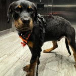 Un Miniature Rottweiler sur un sol carrelé regardant la caméra et qui est tenu en laisse