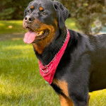 Un Miniature Rottweiler sur un terrain herbeux, tirant la langue et portant un foulard autour du cou