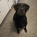 Un Miniature Rottweiler assis sur un sol carrelé et regardant vers la caméra 