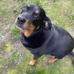 Un Miniature Rottweiler assis sur un terrain herbeux et regardant la caméra 