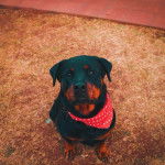 Un Miniature Rottweiler assis sur une surface gazonnée et portant un foulard autour du cou 