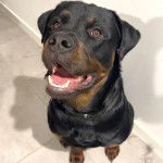 Un Miniature Rottweiler assis sur un sol carrelé et ayant la gueule légèrement ouverte 