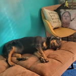 Un Miniature Rottweiler allongé sur un canapé et portant un collier autour du cou  