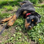 Un Miniature Rottweiler allongé sur un terrain herbeux et qui est tenu en laisse 