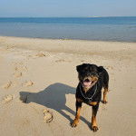 Un Miniature Rottweiler sur une surface sableuse portant un collier autour du cou  