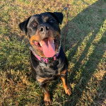 Un Miniature Rottweiler assis sur un terrain herbeux et portant un collier autour du cou