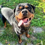 Un Miniature Rottweiler sur un terrain herbeux, ayant la langue pendante et regardant vers la caméra 