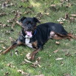 Un Miniature Rottweiler allongé sur une surface herbacée et portant un collier autour du cou