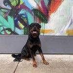 Un Miniature Rottweiler assis sur une surface en béton et ayant la langue légèrement ouverte 