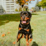 Un Miniature Rottweiler assis sur un terrain herbeux et tirant la langue 