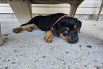 Un Miniature Rottweiler allongé sous un banc et portant un collier autour du cou