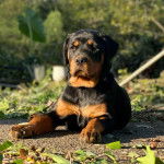 Un Miniature Rottweiler allongé sur une surface bitumée et qui semble détendu 