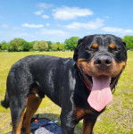 Photo Miniature Rottweiler
