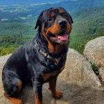 Un Miniature Rottweiler assis sur des pierres, ayant la gueule légèrement ouverte et portant un collier autour du cou