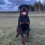 Un Miniature Rottweiler assis sur un terrain herbeux, tirant la langue et portant un collier autour du cou