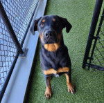 Un Miniature Rottweiler sur du gazon synthétique et semblant détendu 