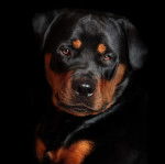 Gros plan d'un Miniature Rottweiler regardant vers la caméra 