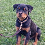 Un Miniature Rottweiler assis sur un terrain herbeux et qui est tenu en laisse 