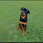 Un Miniature Rottweiler assis sur un terrain herbeux et portant un collier autour du cou 