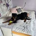 Un Miniature Rottweiler allongé sur un lit et tirant la langue 