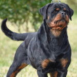 Un Miniature Rottweiler sur un terrain herbeux et semblant sur ses gardes 