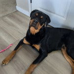 Un Miniature Rottweiler allongé sur un plancher et qui est tenu en laisse 