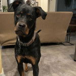 Un Miniature Rottweiler sur une moquette portant un collier autour du cou et regardant la caméra 