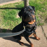 Un Miniature Rottweiler assis sur un sol un béton et qui est tenu en laisse 