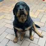 Un Miniature Rottweiler assis sur un sol pavé 