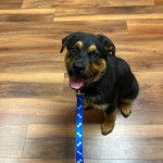 Un Miniature Rottweiler assis sur un plancher, tirant la langue et qui est tenu en laisse 