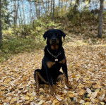 Un Miniature Rottweiler assis sur un sol jonchés de feuilles mortes et portant un collier autour du cou 