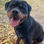 Un Miniature Rottweiler assis sur un sol jonchés de feuilles mortes et tirant la langue 