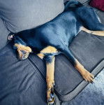 Un Miniature Rottweiler allongé sur un canapé et semblant endormi