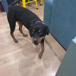 Un Miniature Rottweiler marchant sur un plancher et portant un collier autour du cou