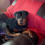 Un Miniature Rottweiler allongé sur un canapé et regardant la caméra 