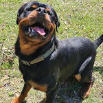 Un Miniature Rottweiler sur un terrain herbeux et portant un collier autour du cou