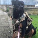 Un Miniature Rottweiler assis sur un terrain gazonné, portant un harnais et qui est tenu en laisse 