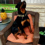 Un Miniature Rottweiler assis sur une chaise et portant un collier autour du cou 