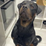 Un Miniature Rottweiler assis sur un sol carrelé et semblant détendu 