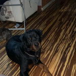 Un Miniature Rottweiler allongé sur un plancher et portant un collier autour du cou 