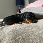 Un Miniature Rottweiler allongé sur un lit et qui semble dormir 