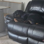 Un Miniature Rottweiler allongé sur un fauteuil et qui semble détendu