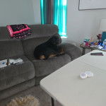 Un Miniature Rottweiler allongé sur un canapé et regardant vers la caméra 