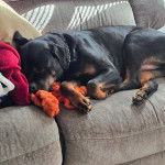 Un Miniature Rottweiler allongé sur un canapé et portant un collier autour du cou  