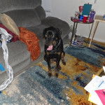 Un Miniature Rottweiler assis sur un tapis, tirant la langue et portant un collier autour du cou