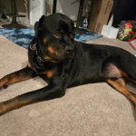 Un Miniature Rottweiler allongé sur une moquette et portant un collier autour du cou