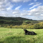 Un Miniature Rottweiler allongé sur un terrain herbeux, tirant la langue et portant un harnais 