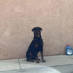 Un Miniature Rottweiler assis sur une surface bétonnée et portant un collier autour du cou