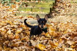 Un Miniature Rottweiler sur une surface jonchés de feuilles et regardant vers la caméra